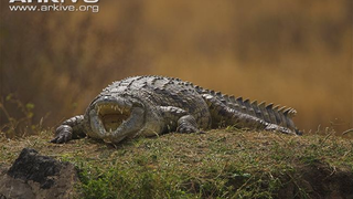 Nile Crocodiles Confirmed in the Everglades